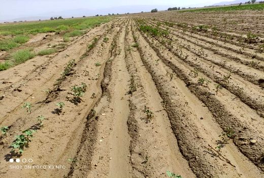 ورود خسارت به بخش کشاورزی زرین دشت 