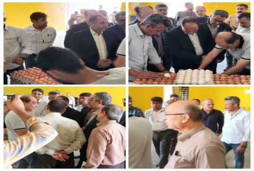 بازدید مشاور وزیر جهادکشاورزی از زنجیره تولید تخم مرغ چیکا طلایی در گنبد