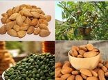بهره‌وری اقتصادی بالا با تکمیل زنجیره تولید و فرآوری بادام