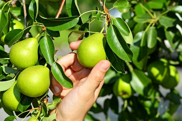 پایه مناسب کیفیت میوه را ارتقا میدهد/ افزایش پنج برابری بهرهوری