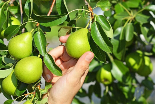 پایه مناسب کیفیت میوه را ارتقا می‌دهد/ افزایش پنج برابری بهره‌وری