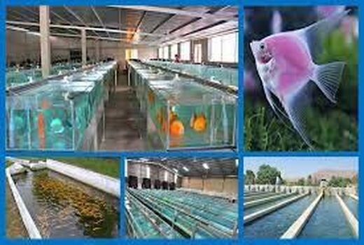 برپایی اولین رویداد نمایشگاهی آکواریوم و ماهیان زینتی در استان تهران