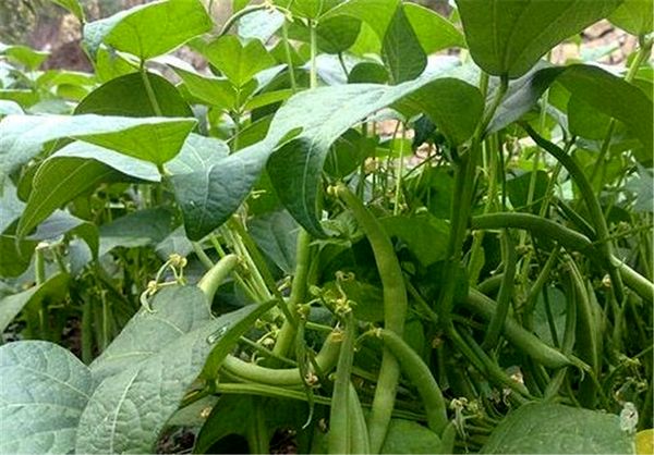 تولید 10هزار تن انواع محصولات سبزی صیفی در مزارع کشاورزی شهرستان البرز