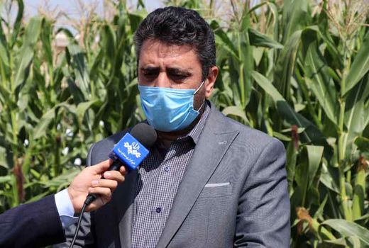 کشاورزان غرب اصفهان با مدیریت حجم محدود آب، بیشترین بهره‌وری را بدست آوردند