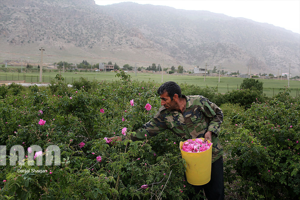 برداشت گل محمدی
