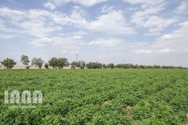 خلاقیت کشاورز خمین برای صرفه جویی آب