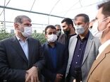 وزیر جهاد کشاورزی از یک مجتمع گلخانه ای در مهریز بازدید کرد