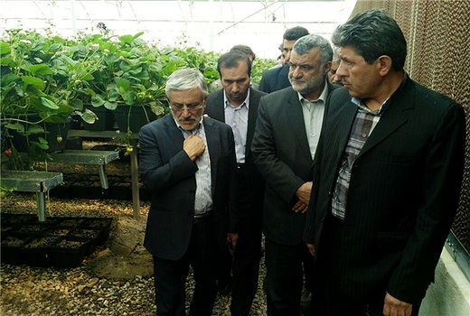 بازدید حجتی از بزرگترین گلخانه هیدروپونیک 