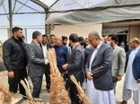 ٣ هزار هکتار نخلستان با ارقام تجاری در سیستان وبلوچستان احداث می‌شود