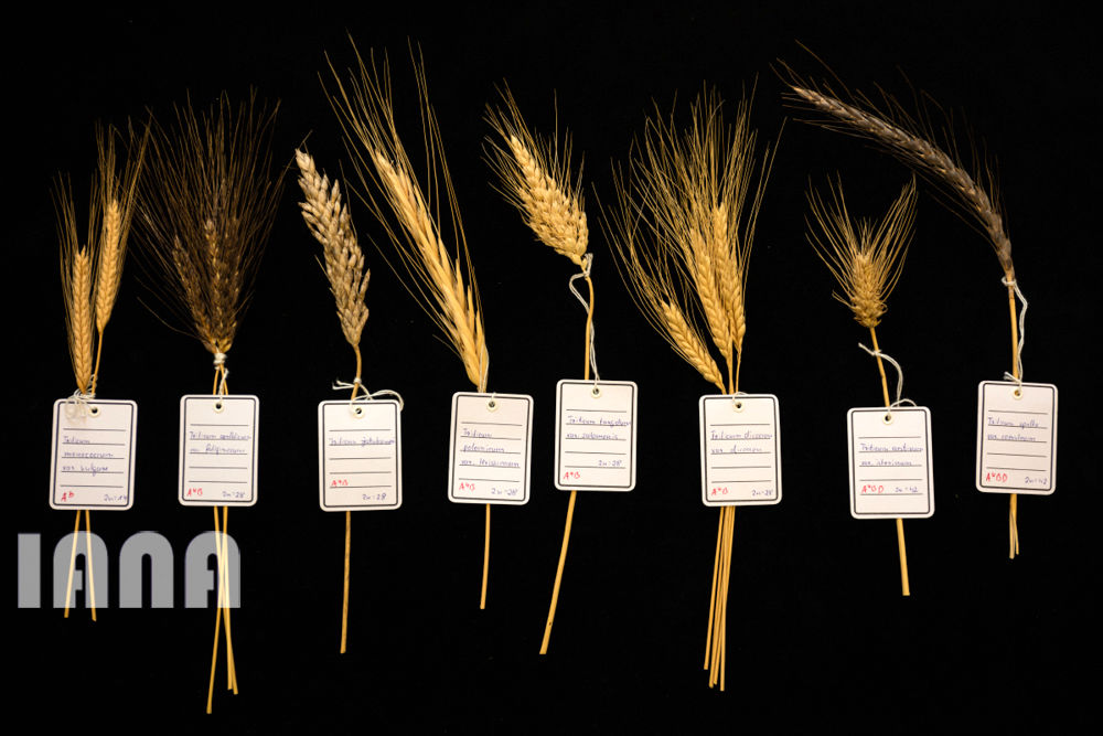 انقلاب غذا در اروپا