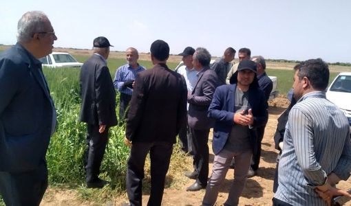 برگزاری روز مزرعه مقایسه ارقام گندم آبی در بوئین‌زهرا