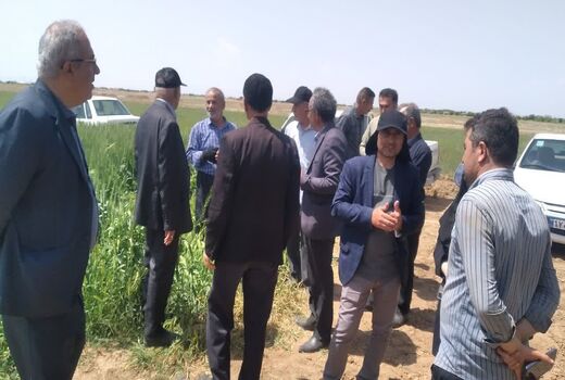 برگزاری روز مزرعه مقایسه ارقام گندم آبی در بوئین‌زهرا