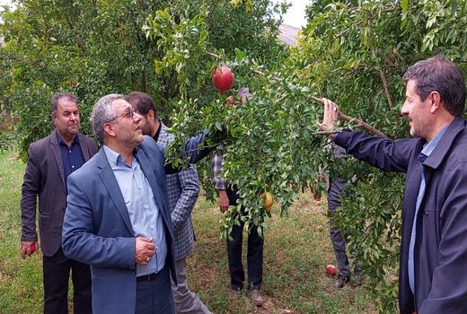 رتبه سوم شهرستان میانه در تولید انار 