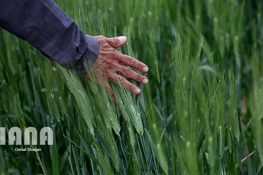 ایستگاه چندمنظوره تحقیقاتی کشاورزی ایلام