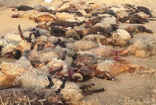 مسمومیت باعث تلفات دام‌ها در استهبان فارس شد