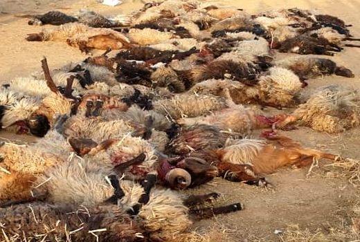 مسمومیت باعث تلفات دام‌ها در استهبان فارس شد