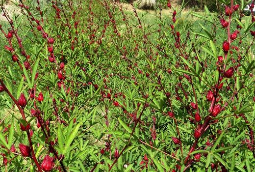 چای ترش، ظرفیتی ناشناخته و درآمدزا در خراسان جنوبی