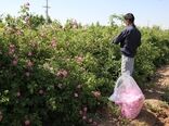 تولید 178 تن گل محمدی از 50 هکتار از باغات استان البرز