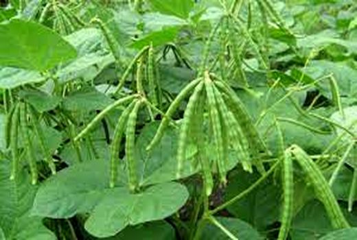 مدیریت مصرف آب در حمیدیه با  کشت حبوبات