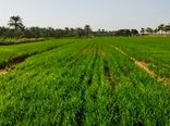 کشت برنج با سیستم آبیاری قطره‌ای-نواری در خوزستان اجرایی شد
