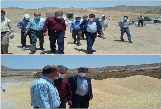 بازدید فرماندار آوج از مراکز خرید تضمینی گندم 