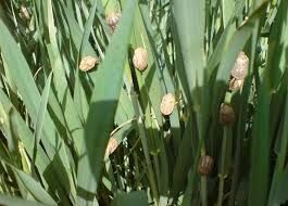 شروع مبارزه با پوره سن در  مزارع غلات استان خراسان شمالی