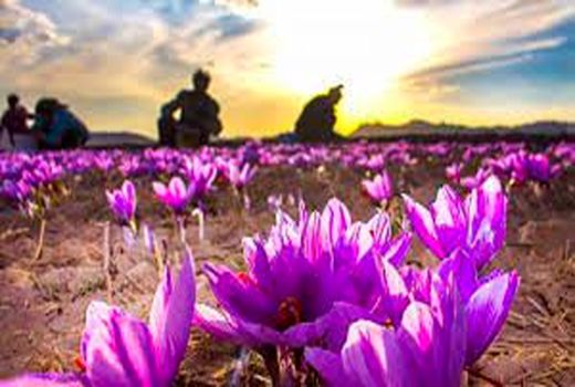 برداشت بیش از یک ونیم تن زعفران در سربیشه