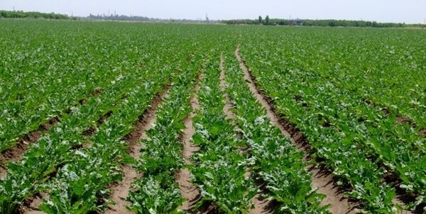 اعطای ۹۰ میلیون ریال تسهیلات برای کشت هر هکتار چغندرقند 