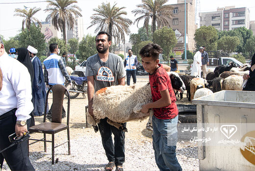 ذبح بیش از 4 هزار راس دام تحت نظارت دامپزشکی در خوزستان