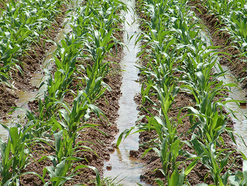 هفت طرح آب محور برای کشت ذرت علوفه‌ای در استان قزوین اجرایی شد