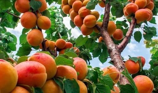 فارس با تولید ۲۵ هزار تن زردآلو در کشور درخشید
