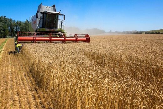 دولت عراق هر کیلوگرم گندم را 28 هزار تومان می‌‎خرد