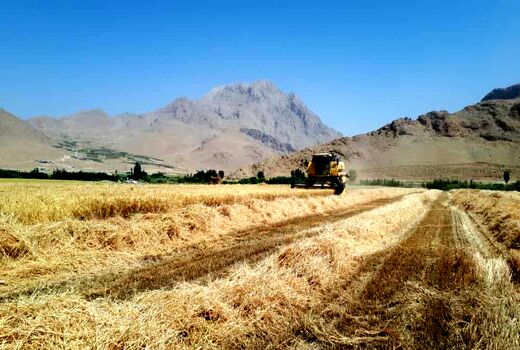 برداشت گندم از سطح ۵۵۰ هکتار از اراضی کشاورزی حوزه عمل دزک