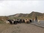 جلوگیری از قاچاق دام با هویت‌گذاری دام عشایر در استان چهارمحال و بختیاری