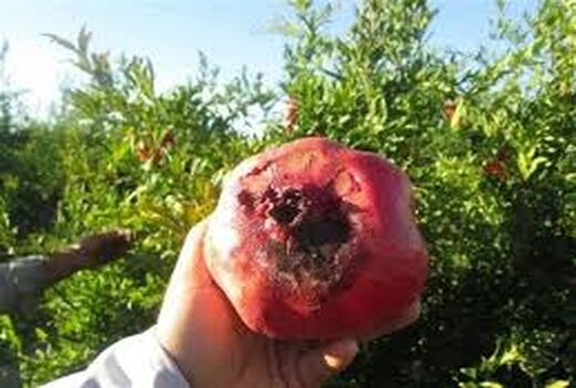 مانور جمع آوری و انهدام میوه های آلوده به  مگس میوه مدیترانه ای و کرم گلوگاه انار در زید آباد سیرجان 