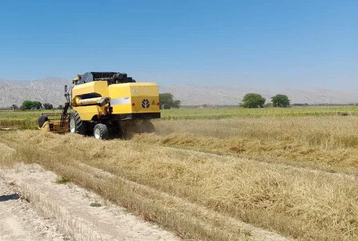 تیغ تیز کمباین به گندمزار های مُهر رسید
