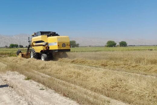 تیغ تیز کمباین به گندمزار های مُهر رسید
