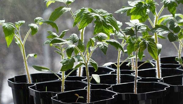 پایان کشت گوجه فرنگی پاییزه در شهرستان زرین دشت