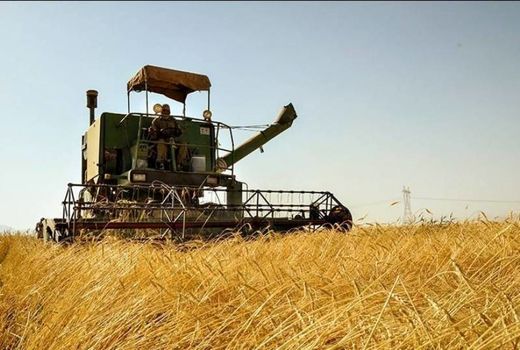 پیش‌بینی برداشت ۴۰ هزار تن غلات مازاد از مزارع شهرستان چرداول 