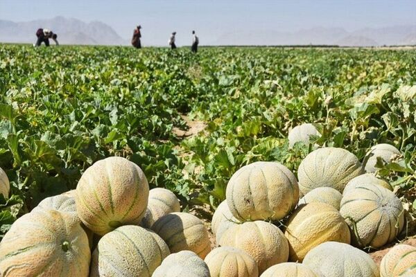برداشت ۵ هزار تن طالبی در استان لرستان