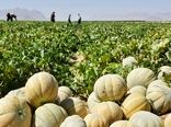 برداشت ۵ هزار تن طالبی در استان لرستان