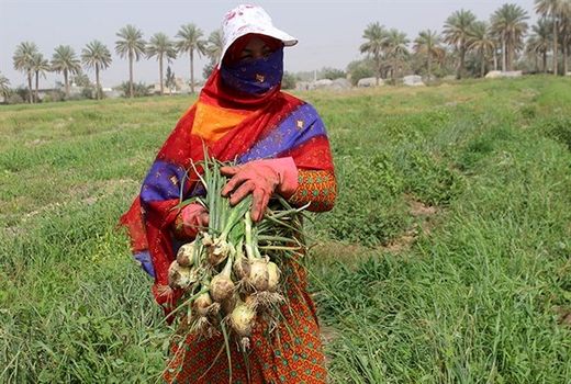 ۱۵۲ پروژه در بخش کشاورزی هرمزگان به بهره‌برداری می‌رسد