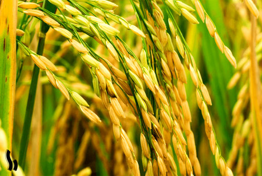 از تولید تا فرآوری برنج در دزفول