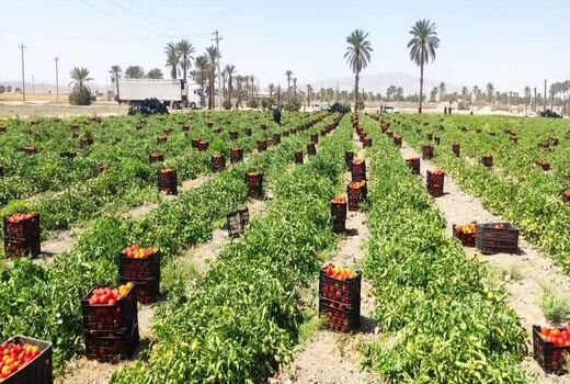 شروع صادرات گوجه فرنگی شهرستان زرین دشت