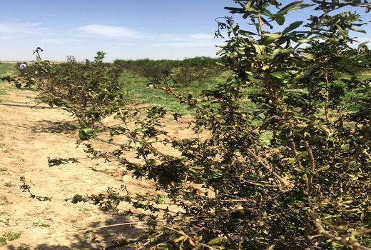 خسارت 200 میلیارد تومانی سرما به کشاورزی فسا