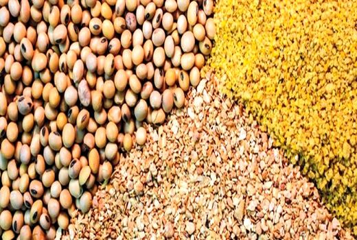 خوراک دام با نرخ دولتی برای دامپروری ها