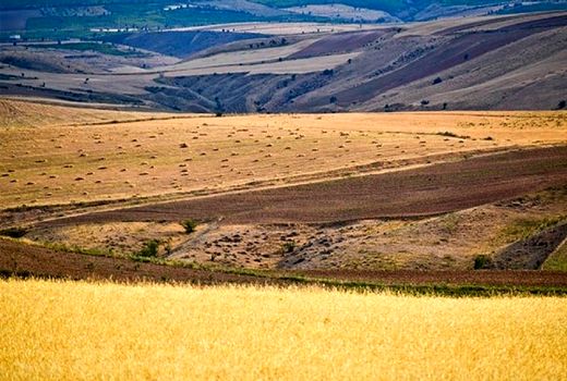 اجرای طرح جهش تولید در دیم‌زارها/ 5 میلیون تن به تولیدات کشاورزی اضافه می‌شود