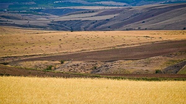 اجرای طرح جهش تولید در دیم‌زارها/ 5 میلیون تن به تولیدات کشاورزی اضافه می‌شود