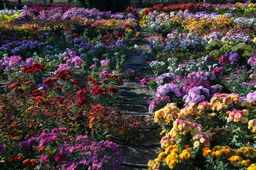 بازدید تور رسانه ای از باغ ملی گیاه شناسی ایران                   