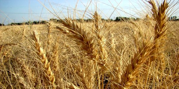 380 هزار هکتار از اراضی آذربایجان غربی زیر کشت گندم پاییزه می رود